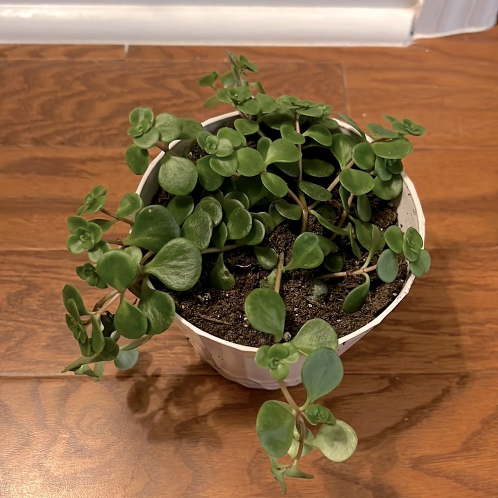 Live Sedum Tectactrinum Succulent Plant